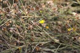 Image de Pityopsis graminifolia (Michx.) Nutt.