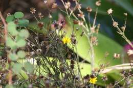 Image de Pityopsis graminifolia (Michx.) Nutt.