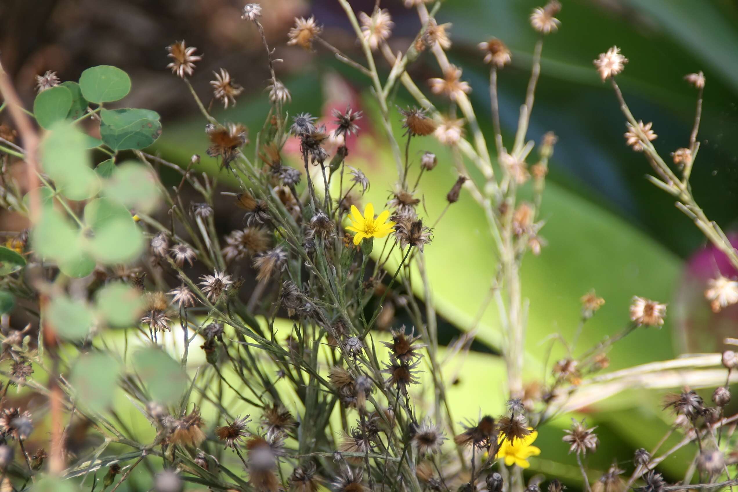 Image de Pityopsis graminifolia (Michx.) Nutt.