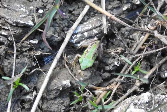 Image of Tree frog