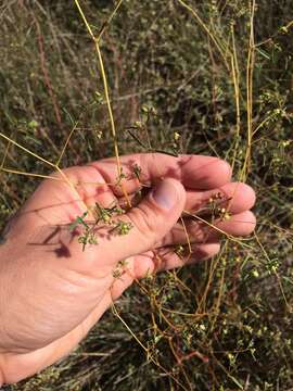 Image of prairie sandmat