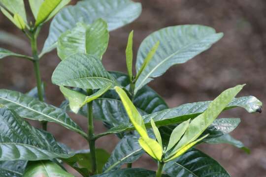 Sivun Gardenia tubifera Wall. ex Roxb. kuva