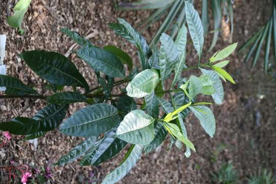 Image of Gardenia tubifera Wall. ex Roxb.