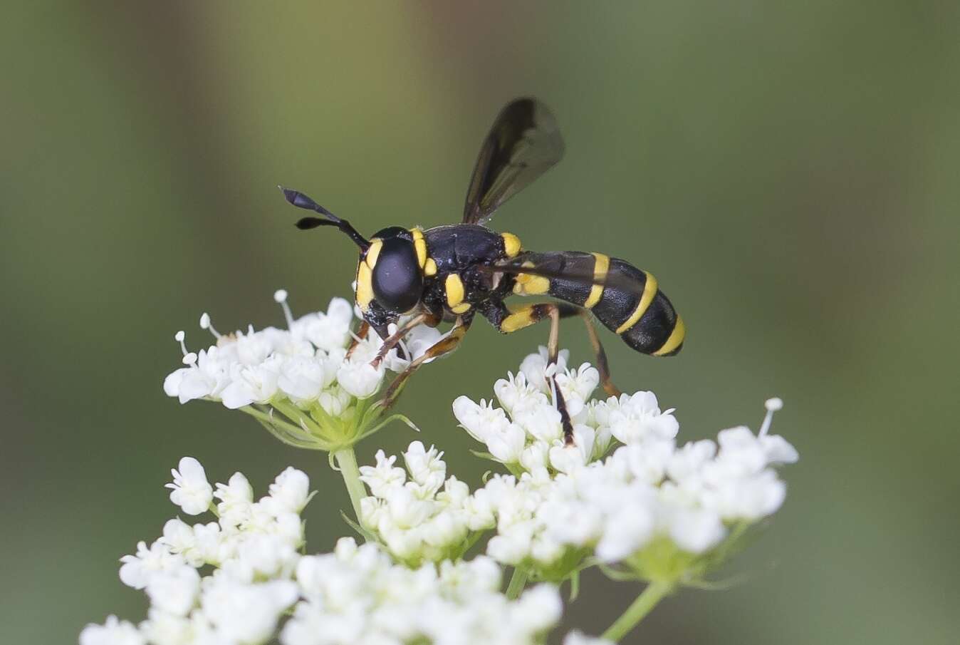 Image of Ceriana vespiformis (Latreille 1809)