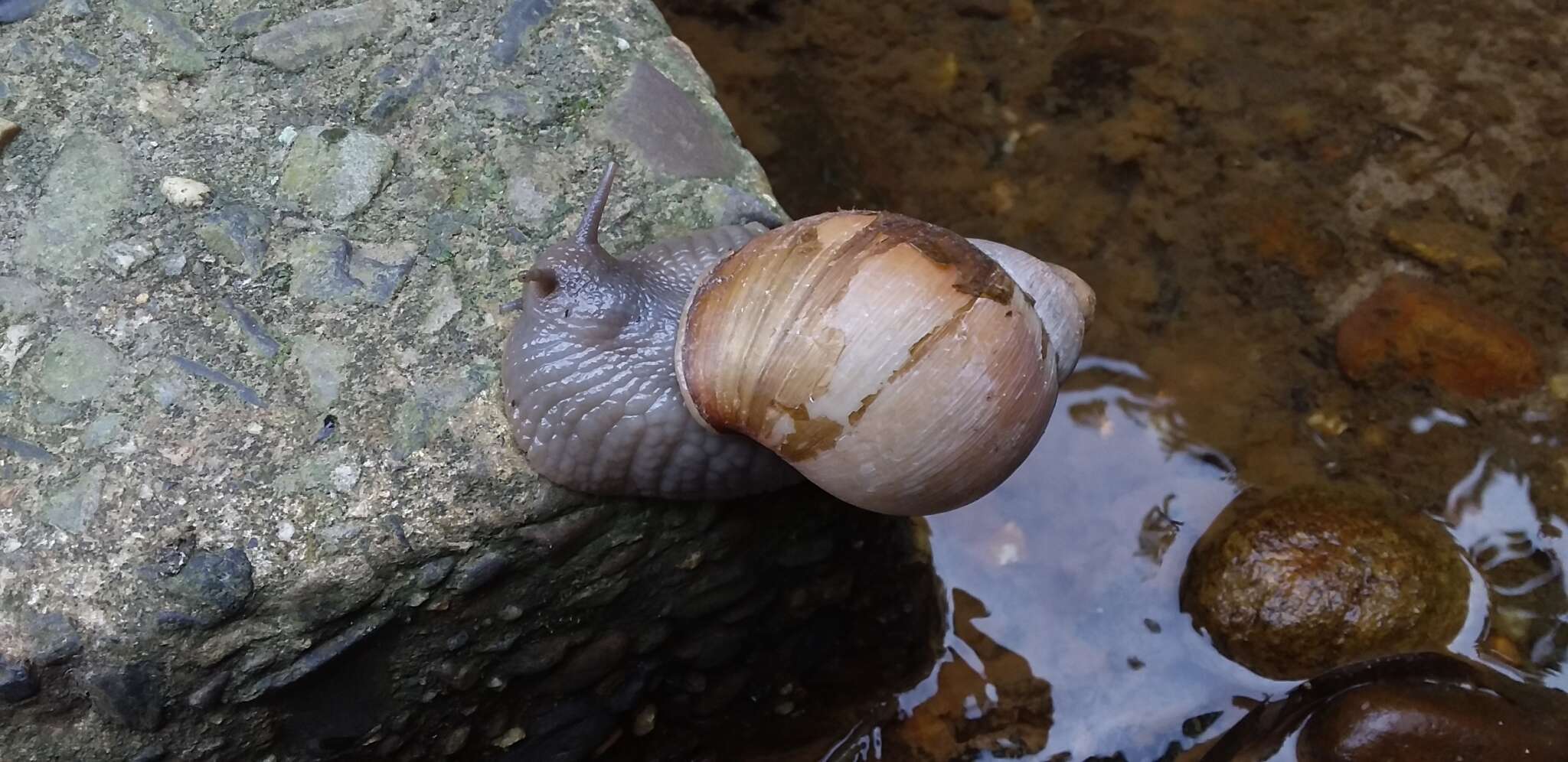 Image de Megalobulimus oblongus