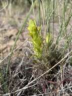 Plancia ëd Orthocarpus barbatus J. S. Cotton