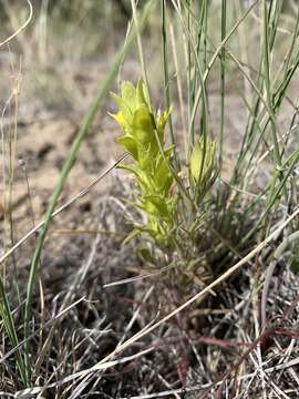 Image of Grand Coulee owl's-clover