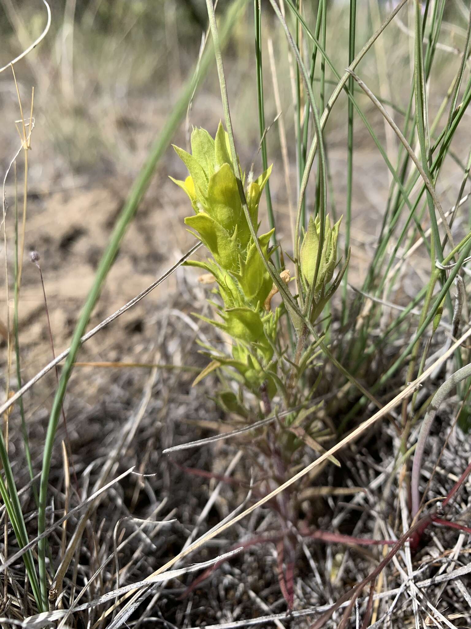 Plancia ëd Orthocarpus barbatus J. S. Cotton