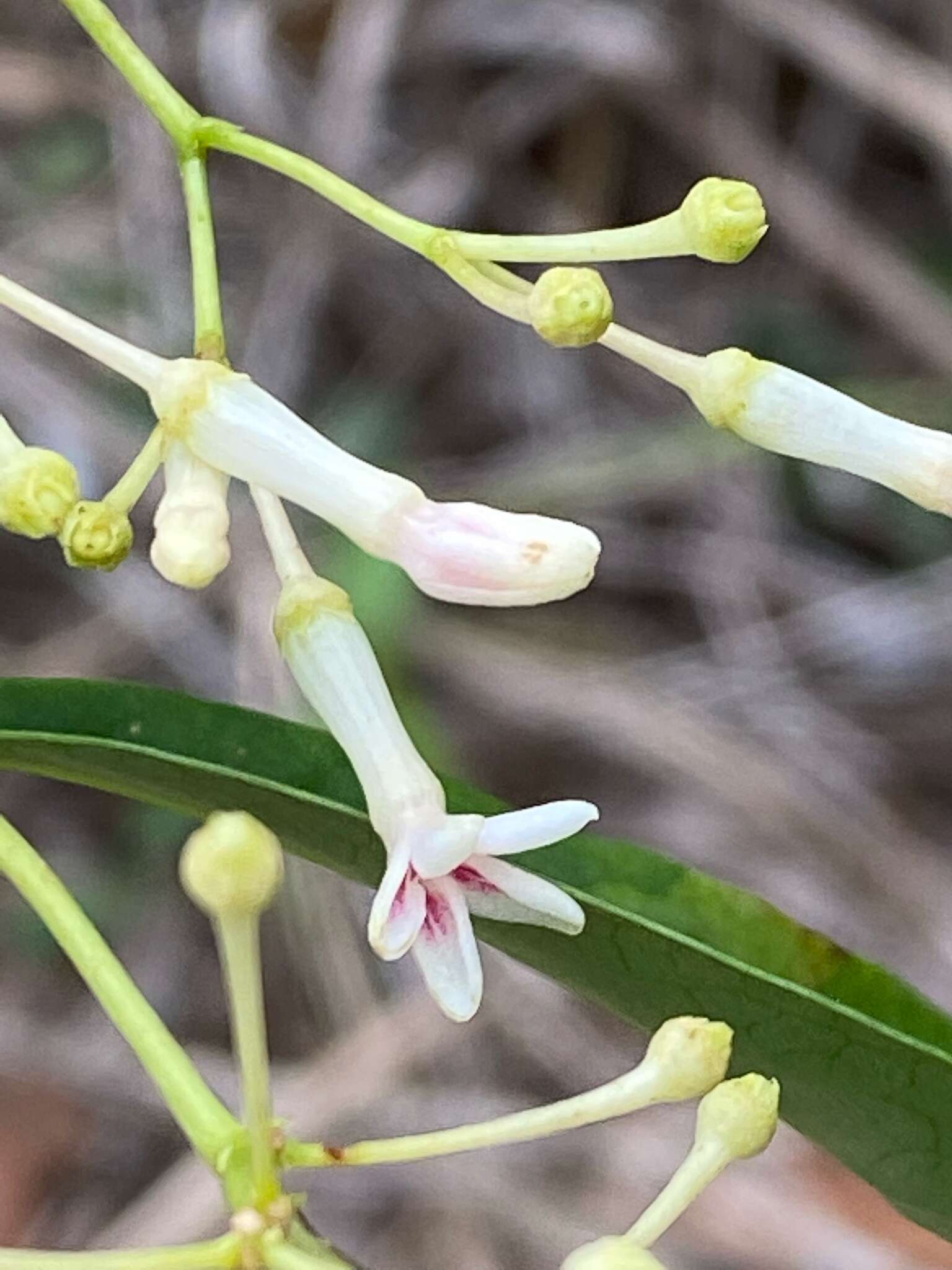 Plancia ëd Rauvolfia capixabae I. Koch & Kin.-Gouv.