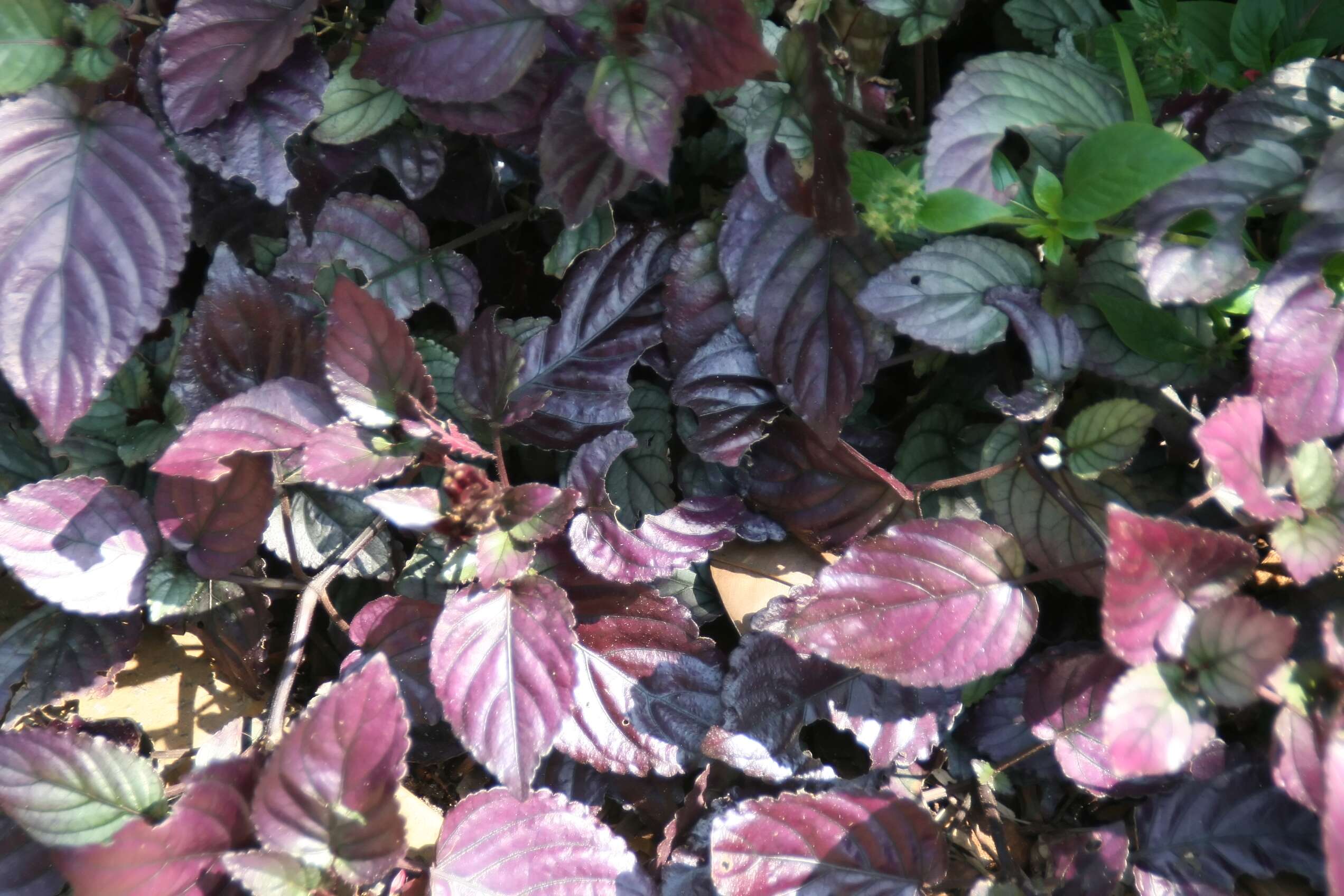 Plancia ëd Strobilanthes alternata (Burm. fil.) Moylan ex J. R. I. Wood