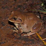 Image of horseshoe forest treefrog