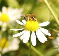Image of Golden Furrow Bee