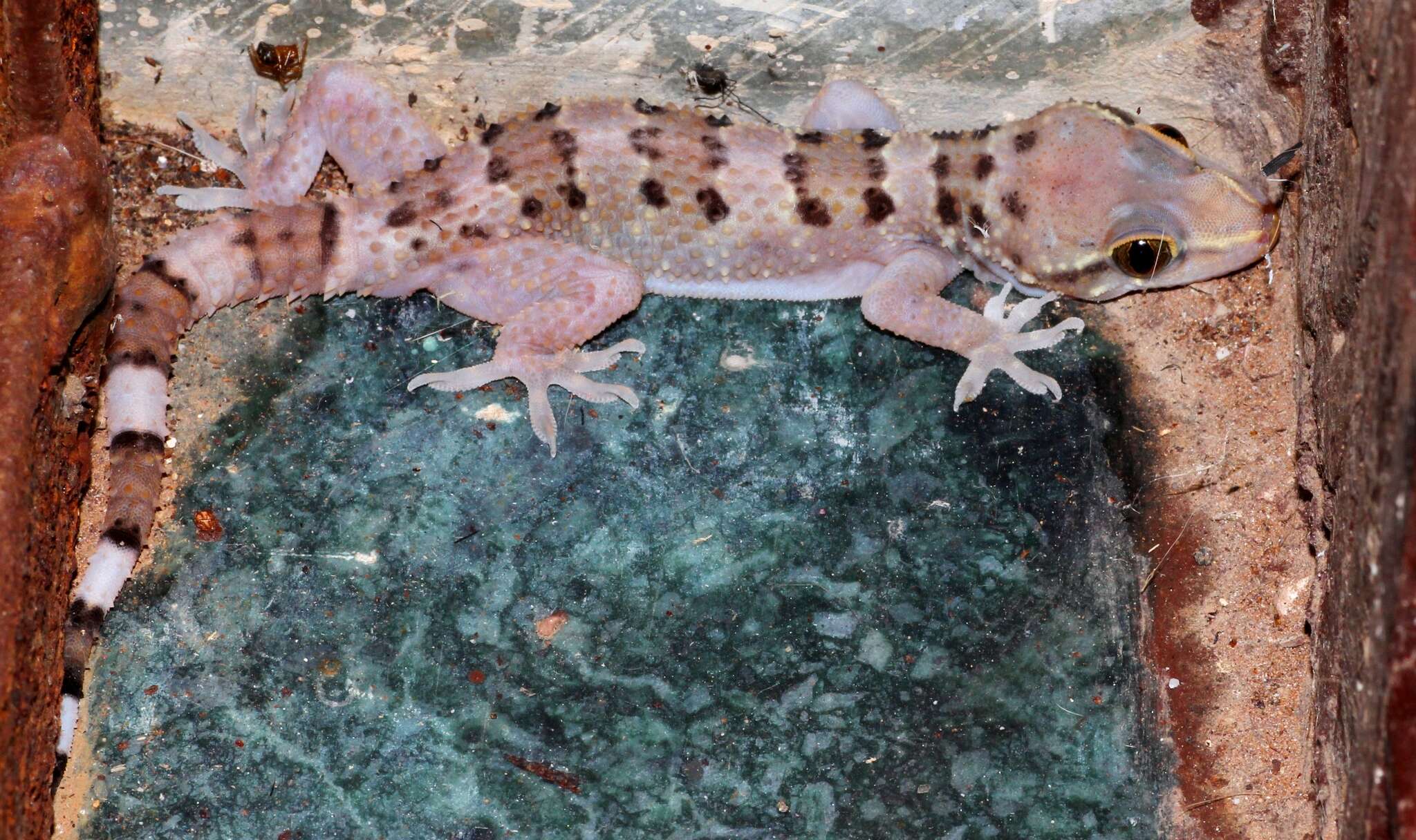 Image of Spotted Leaf-toed Gecko