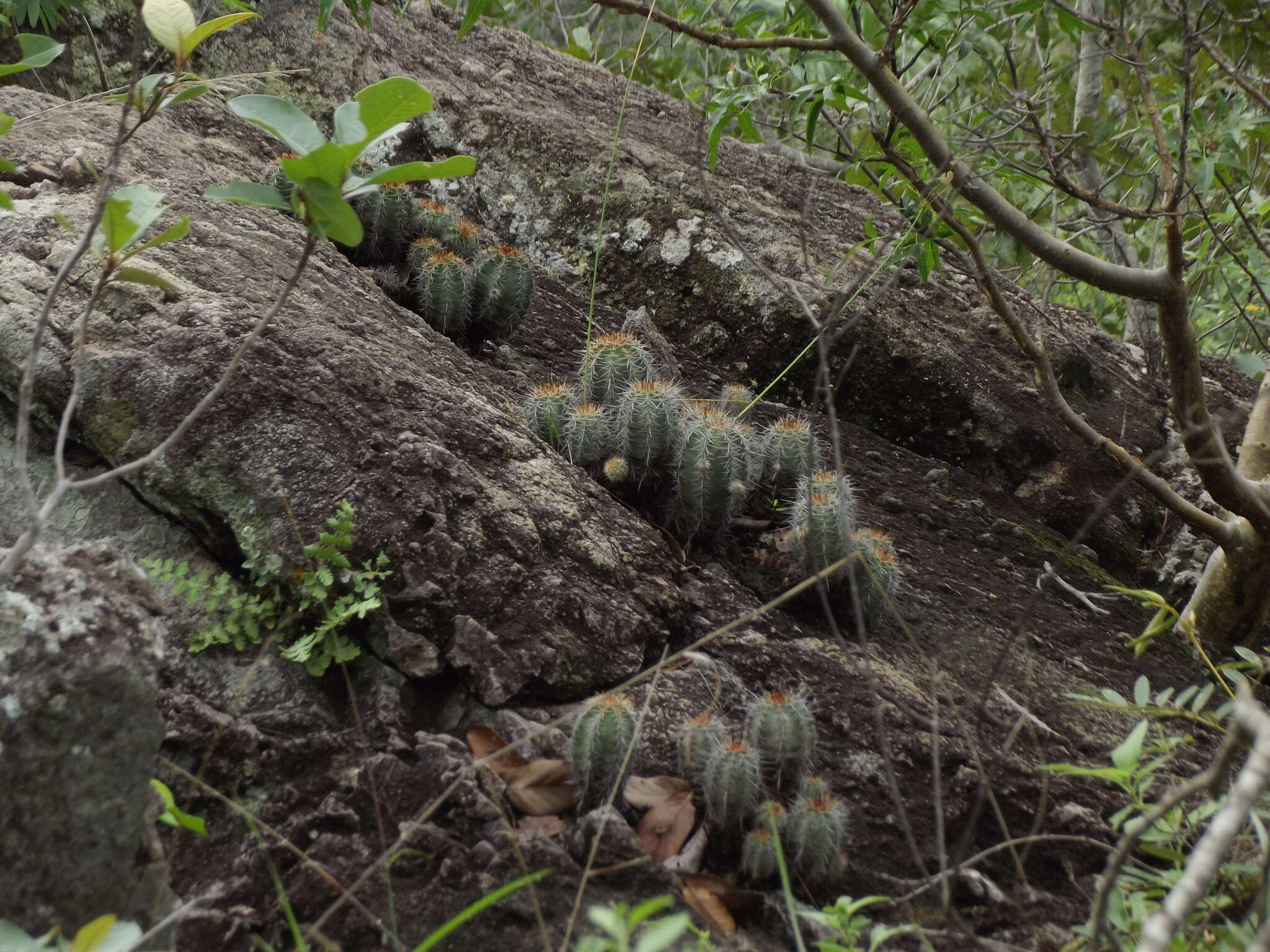 Sivun Echinocereus subinermis subsp. ochoterenae (J. G. Ortega) N. P. Taylor kuva