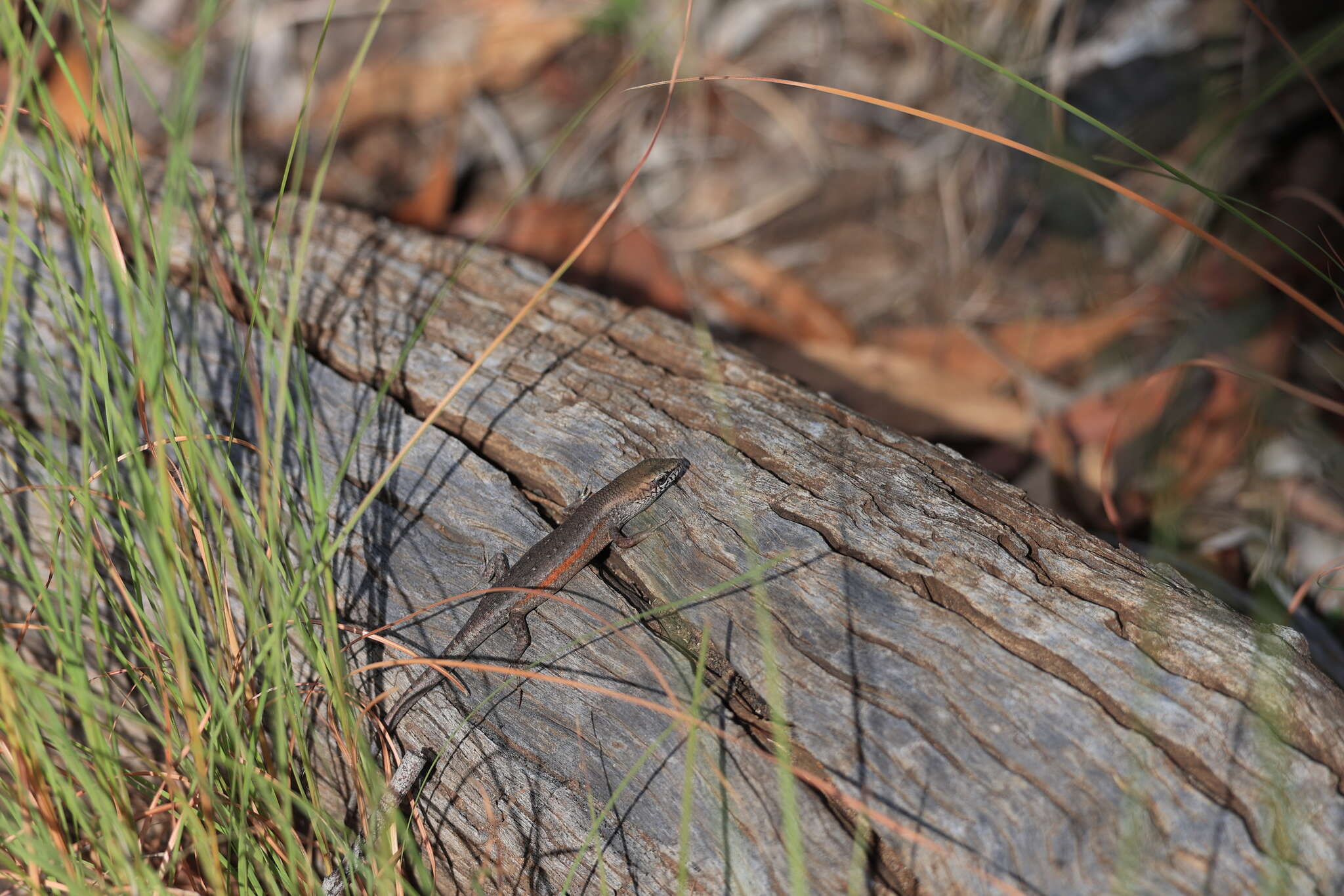 Image of Open-litter Rainbow-skink