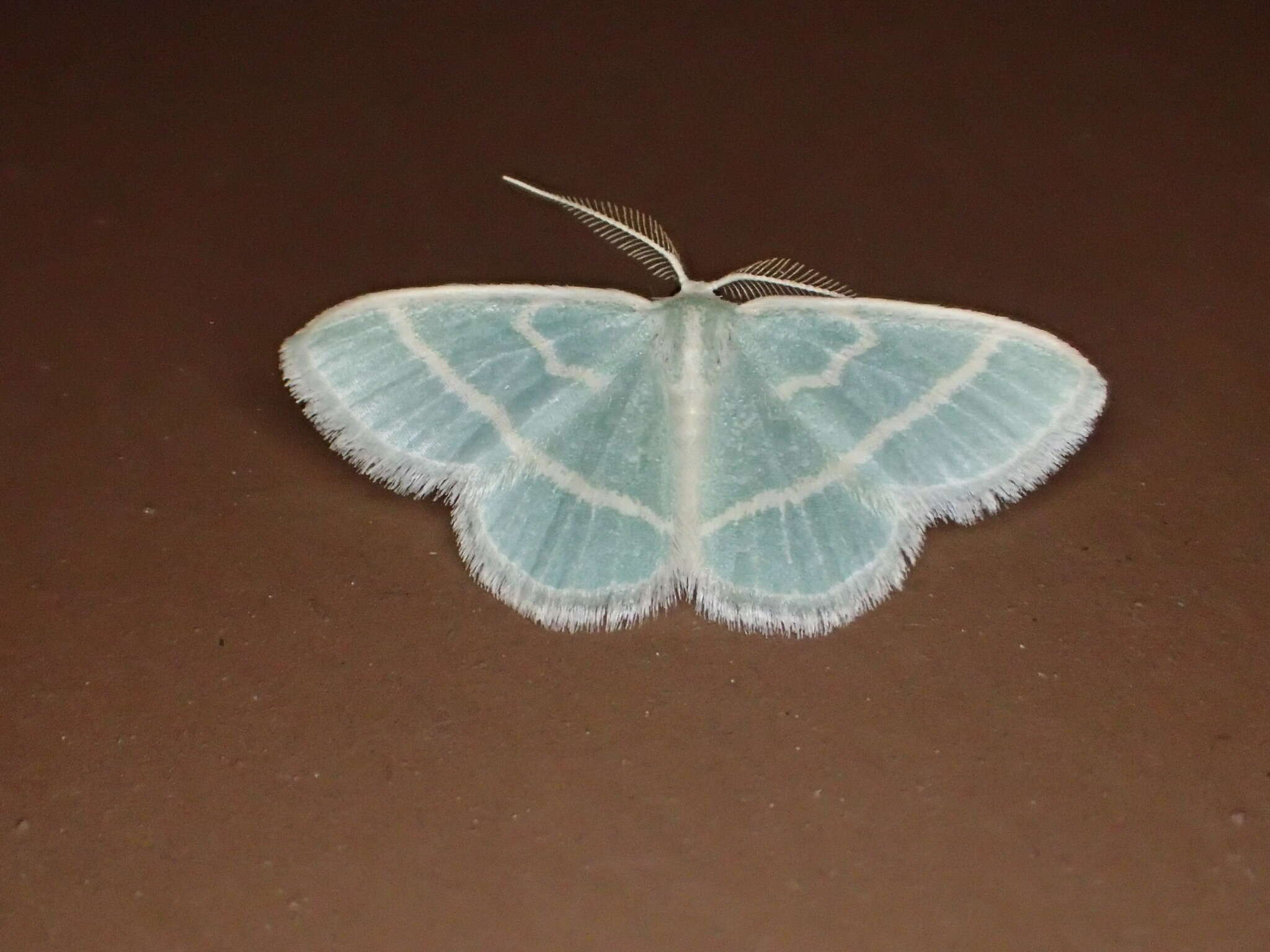 Image of Blackberry Looper Moth