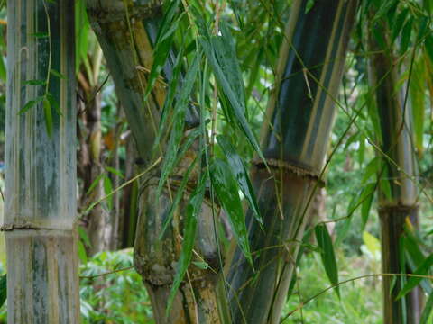 Image of gigantochloa