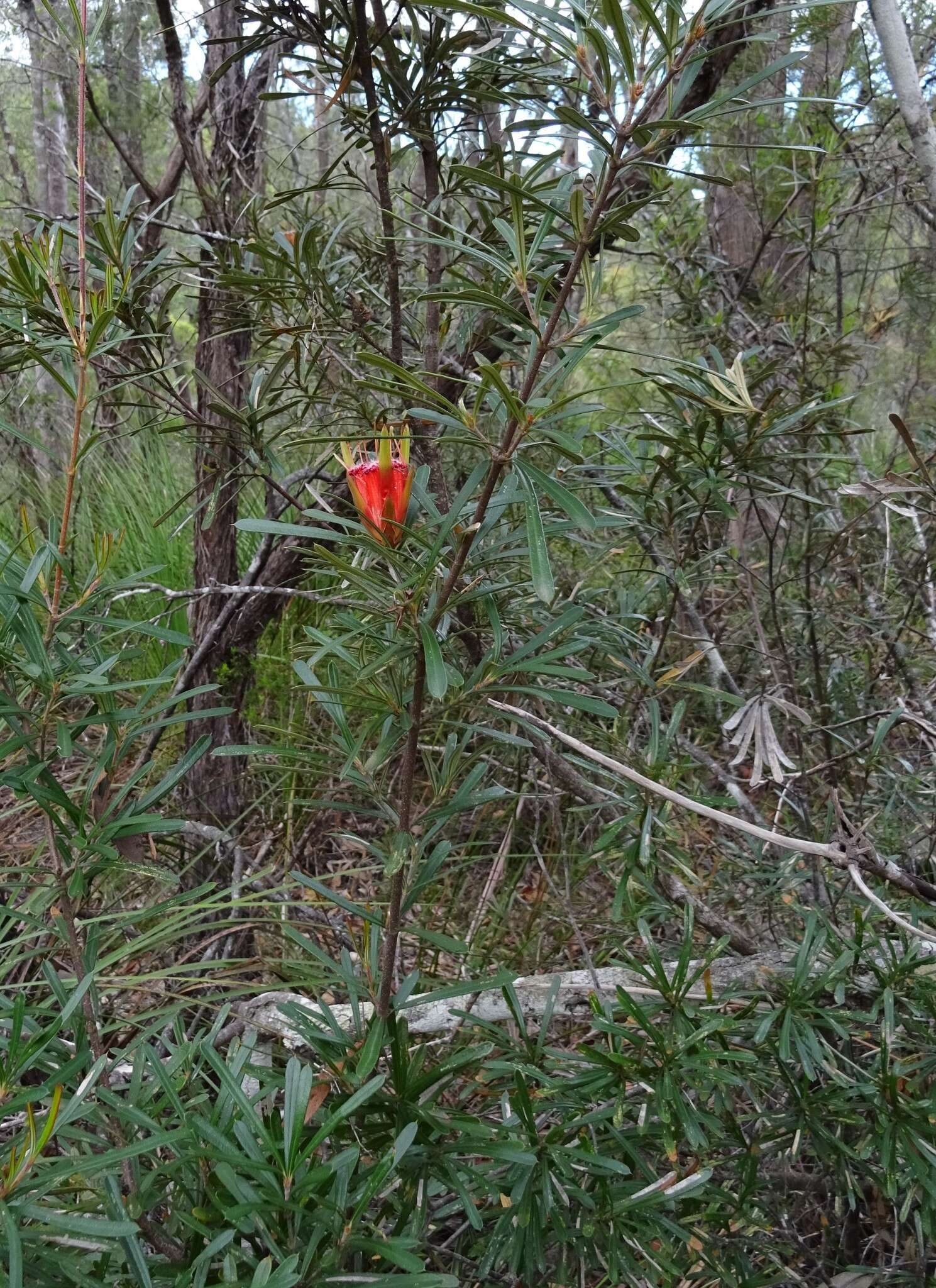 Image of Lambertia formosa Sm.