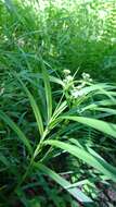 Image of Leafy Bulrush