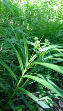 Image of Leafy Bulrush