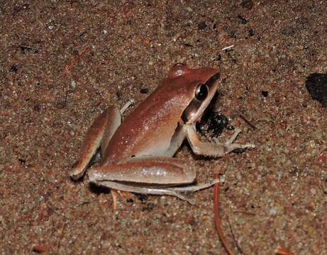 Imagem de Litoria nigrofrenata (Günther 1867)