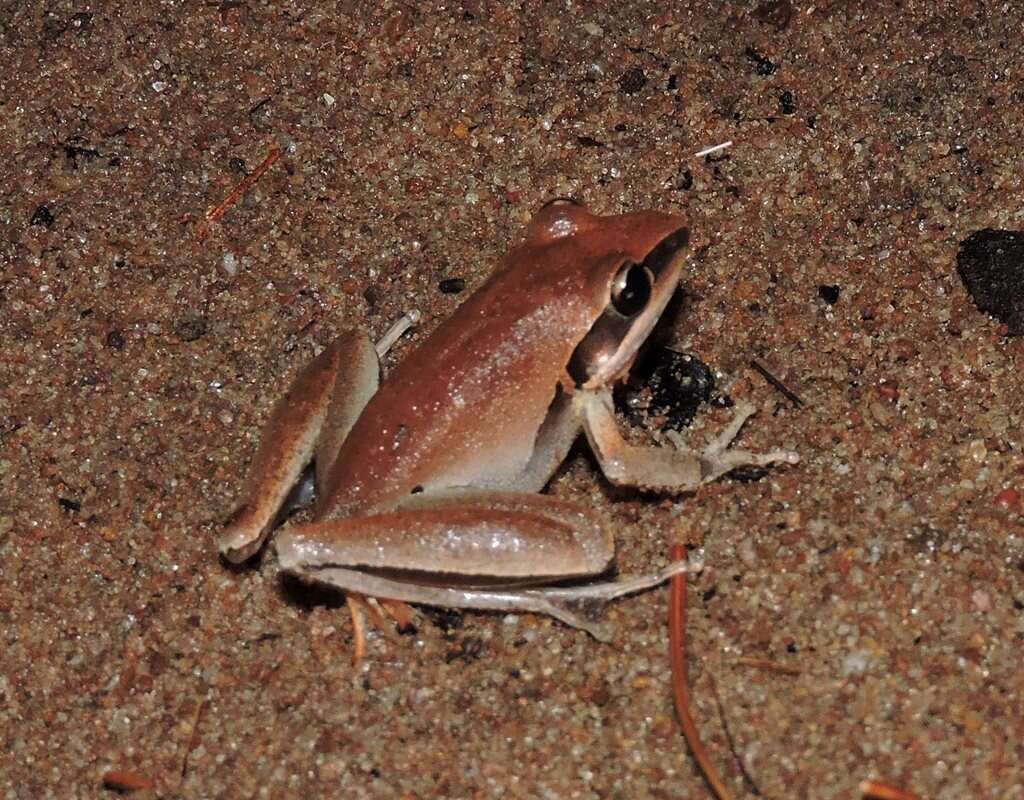 Sivun Litoria nigrofrenata (Günther 1867) kuva