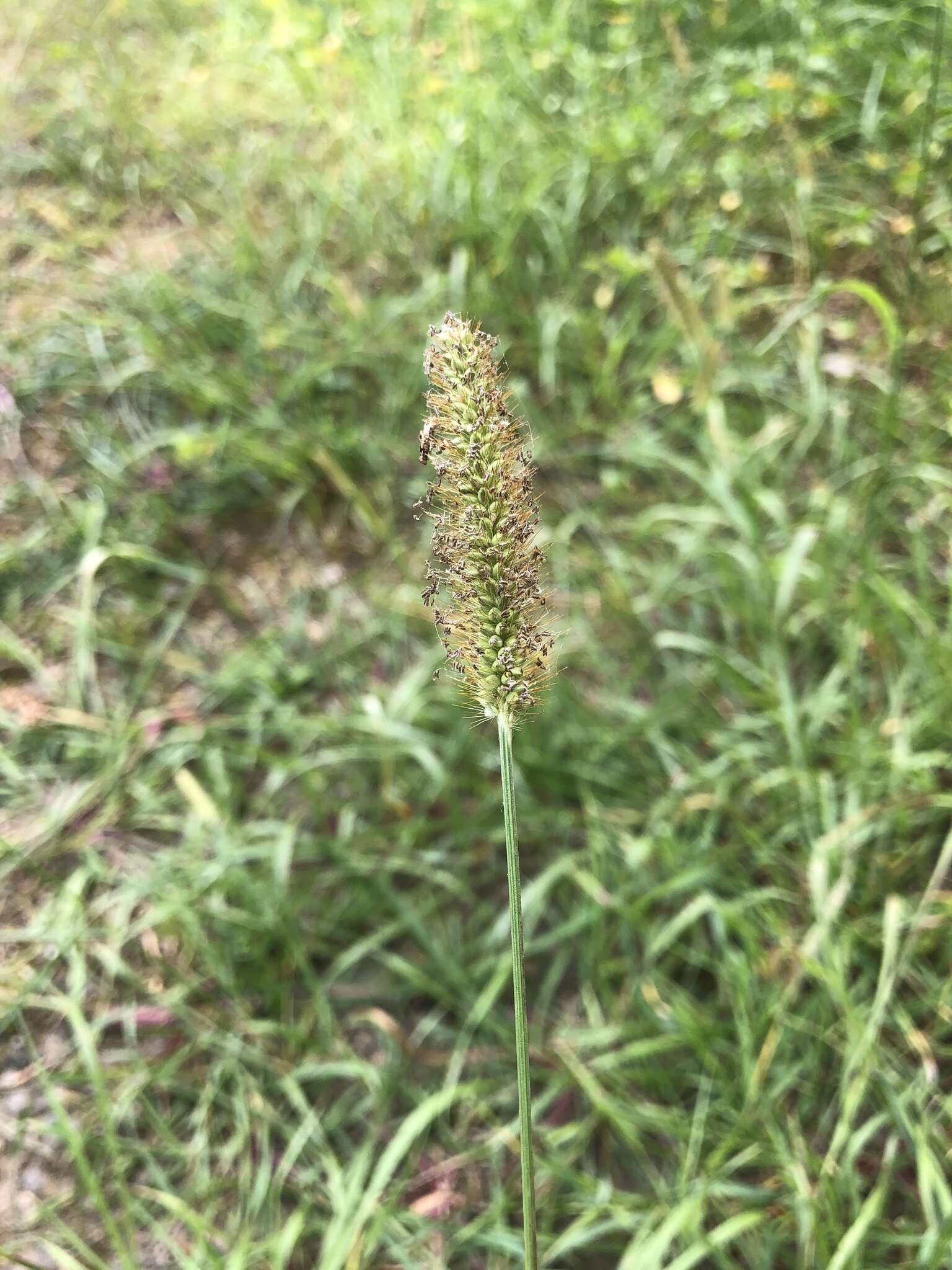 Image of Setaria pumila subsp. pallide-fusca (Schumach.) B. K. Simon