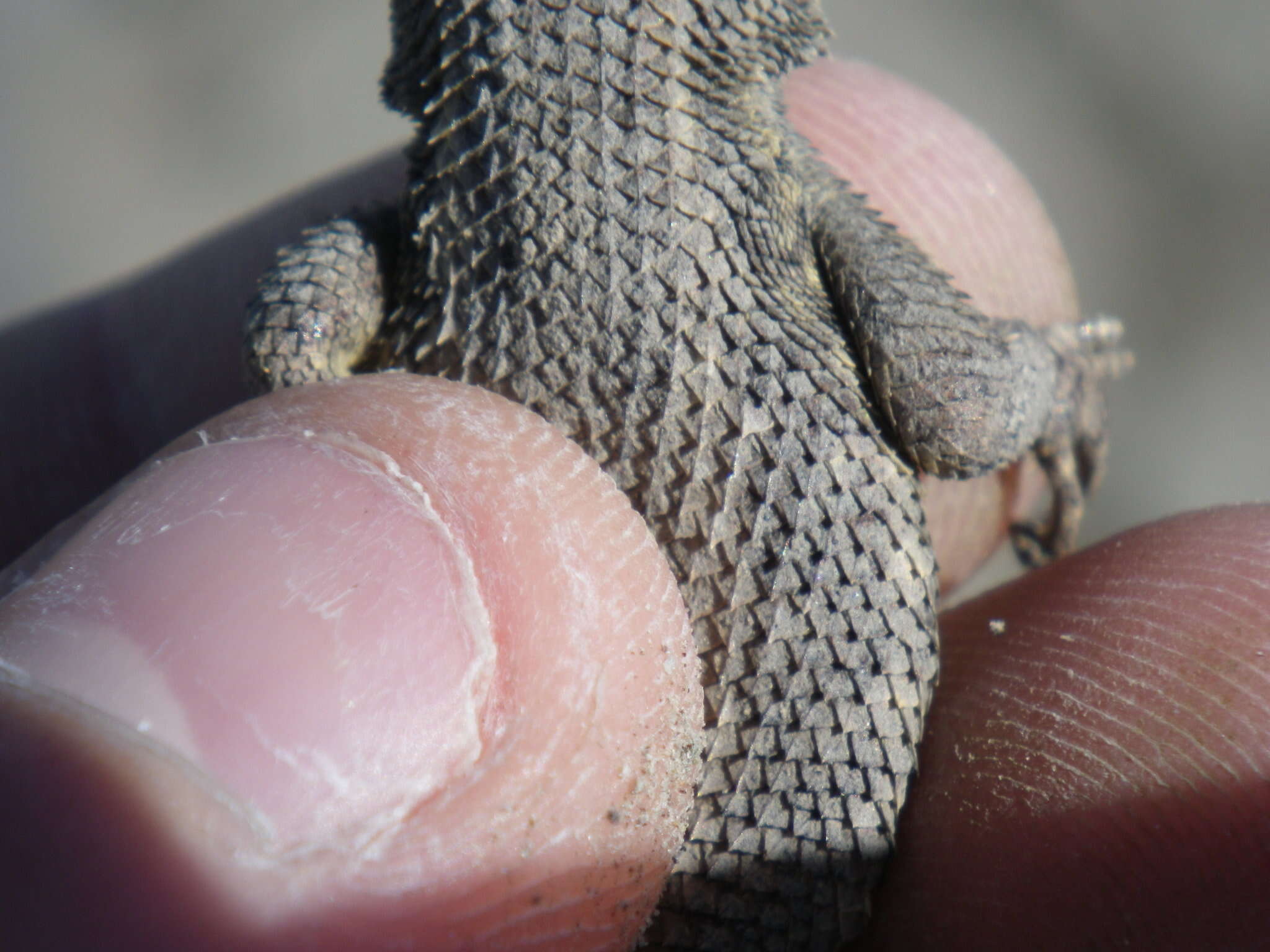 Image of Sceloporus occidentalis occidentalis Baird & Girard 1852