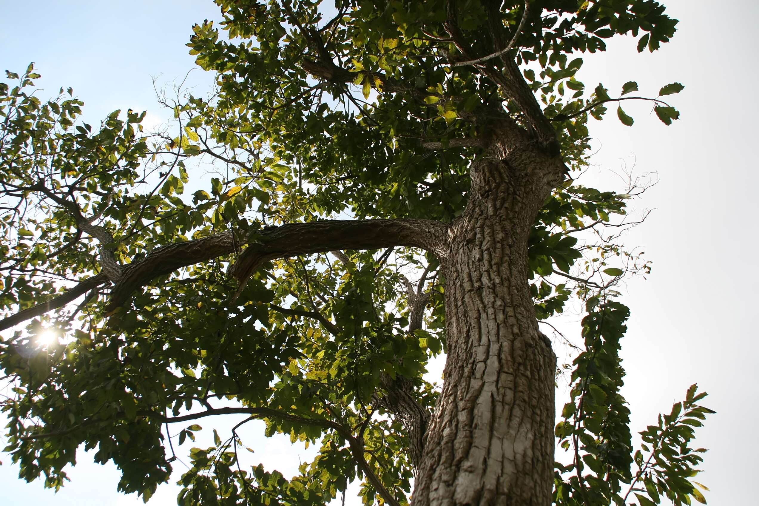 Plancia ëd Ehretia acuminata (DC.) R. Br.