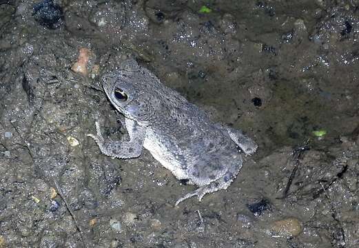 Image of Rhinella humboldti (Gallardo 1965)