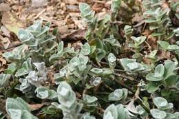 Image of Tradescantia sillamontana Matuda