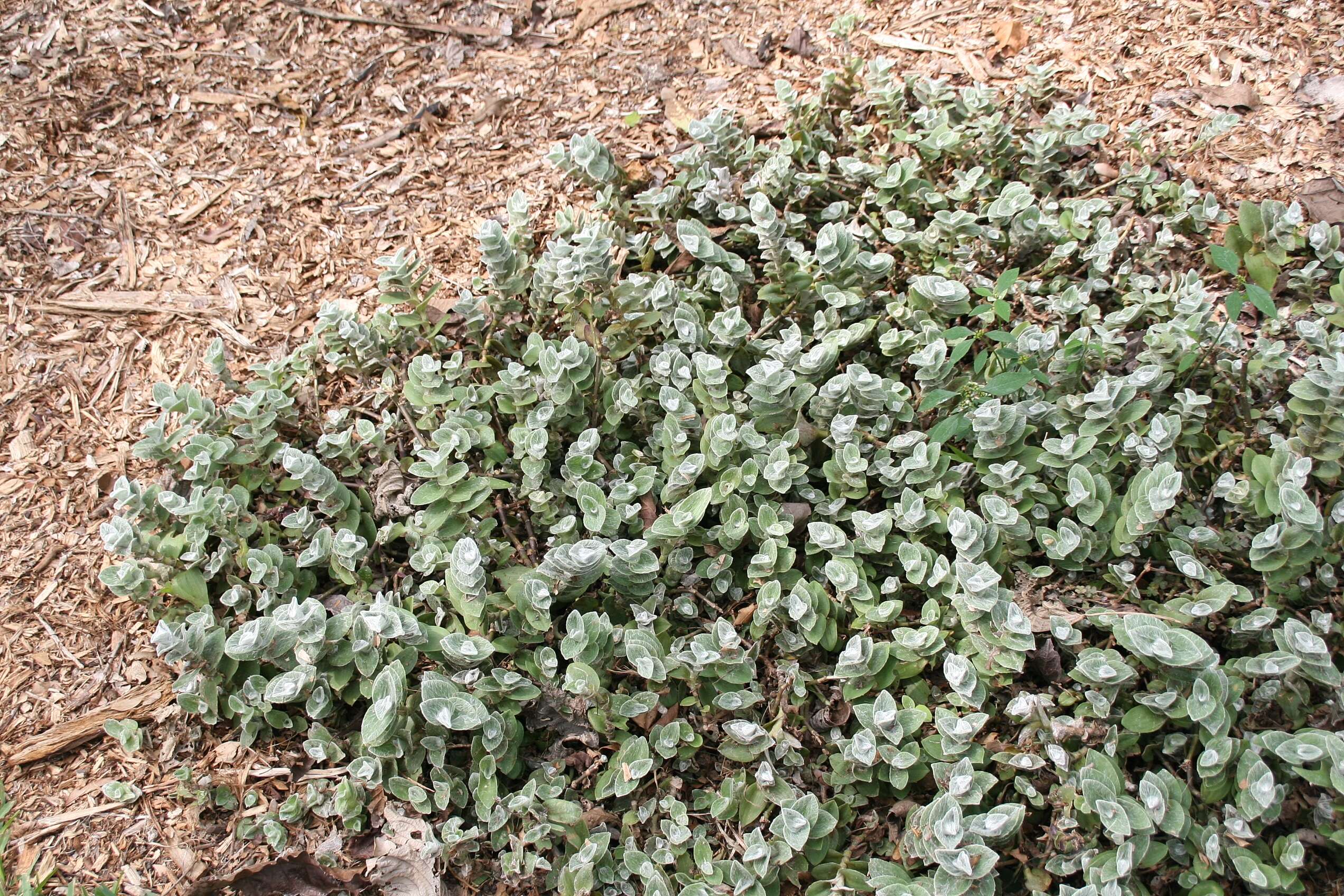 Image of Tradescantia sillamontana Matuda