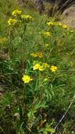 Image of Potentilla tanacetifolia