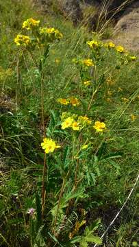 Image of Potentilla tanacetifolia