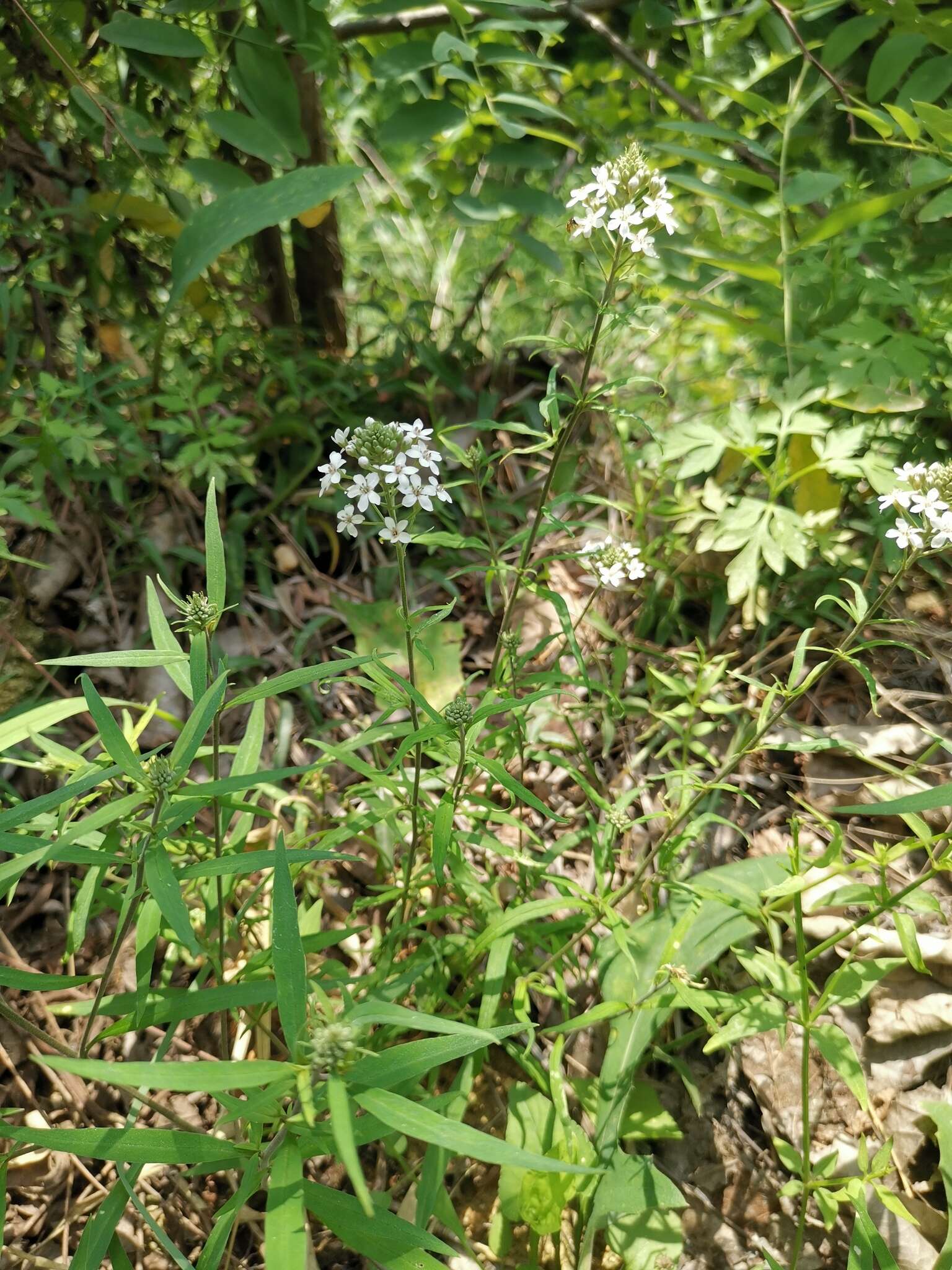 Image of Lysimachia pentapetala Bunge