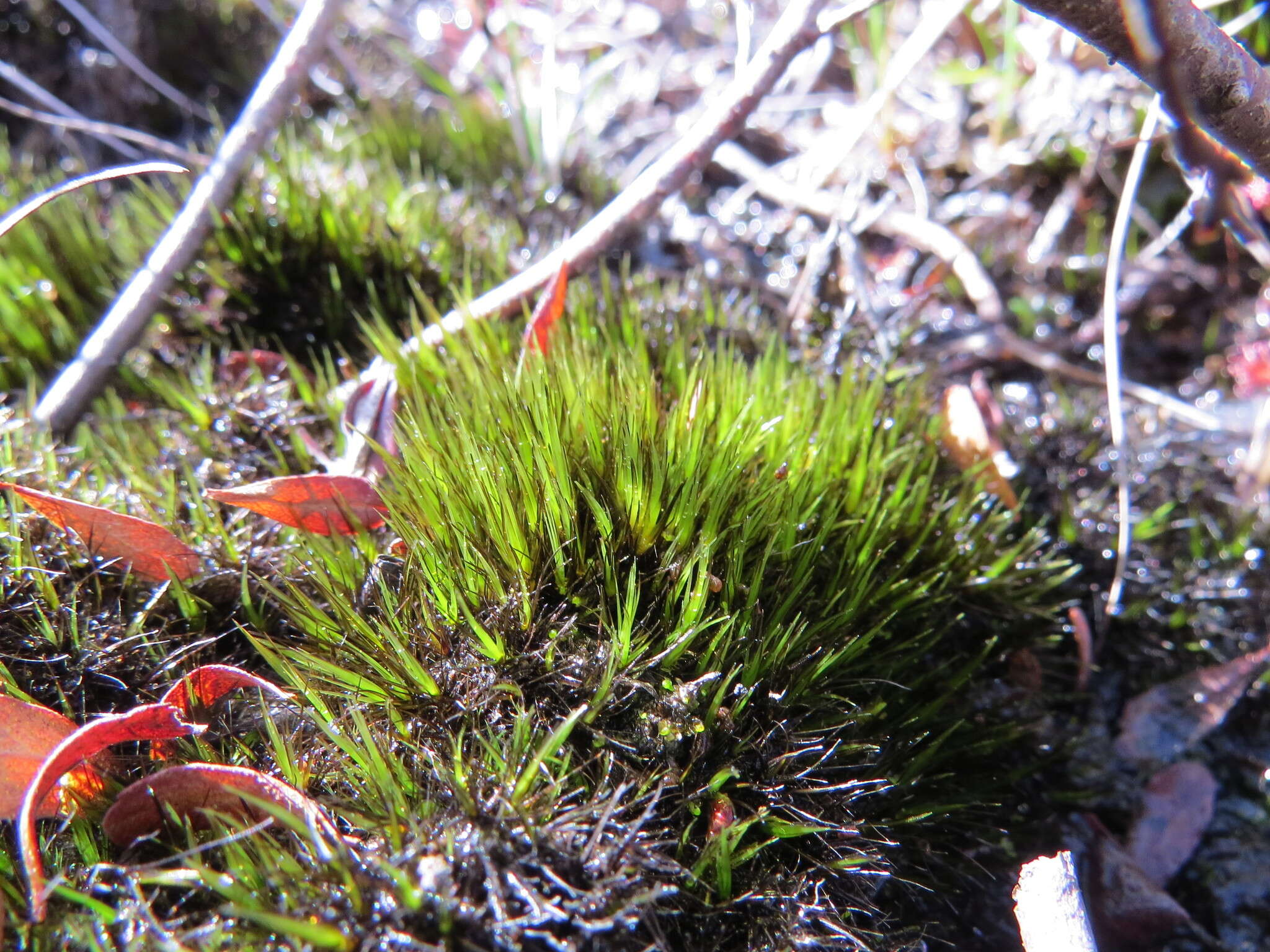 Image of bristly swan-neck moss