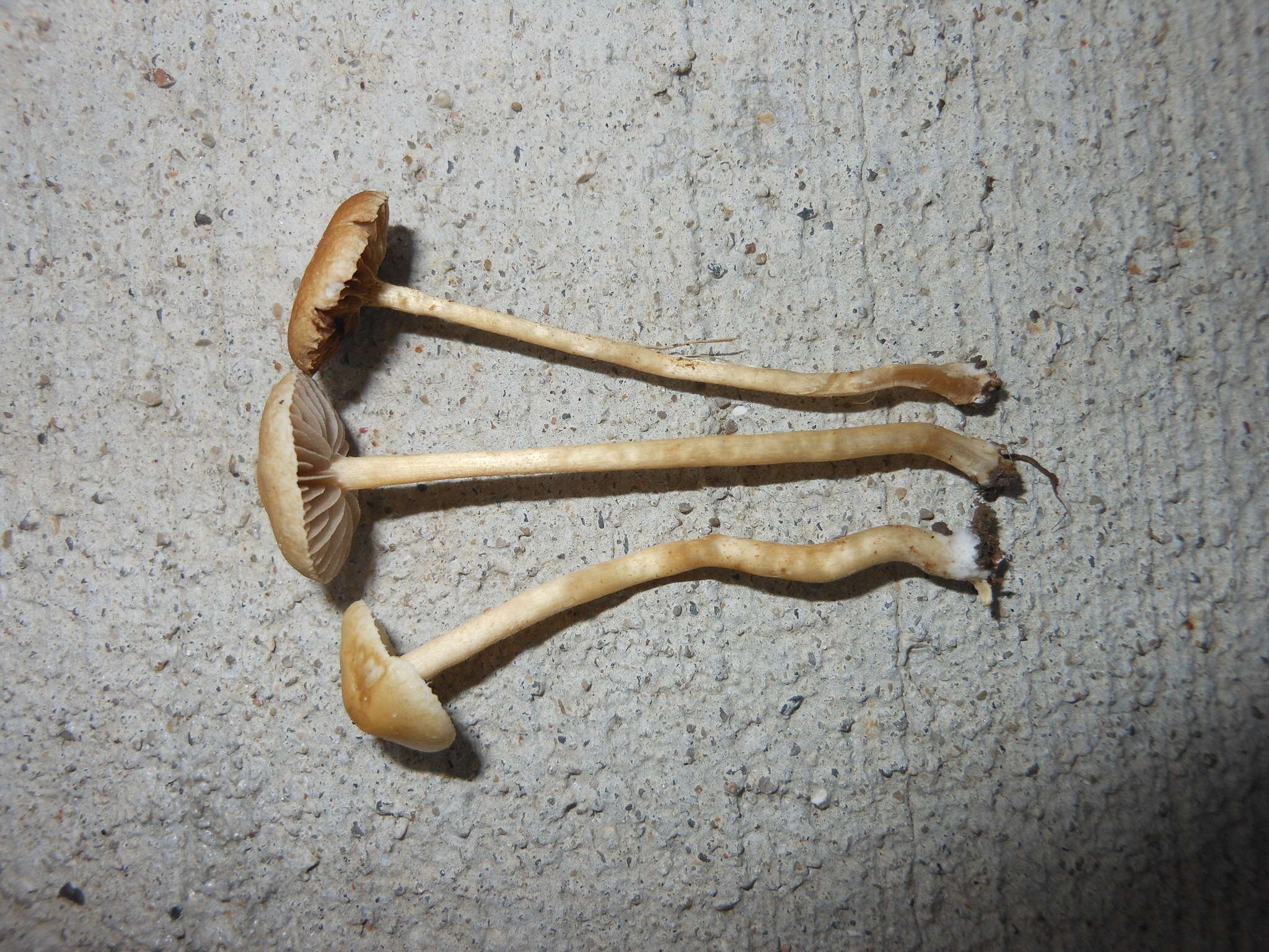 Image of Agrocybe pediades (Fr.) Fayod 1889