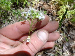 Plancia ëd Pseudoarabidopsis toxophylla (M. Bieb.) Al-Shehbaz, O'Kane & R. A. Price