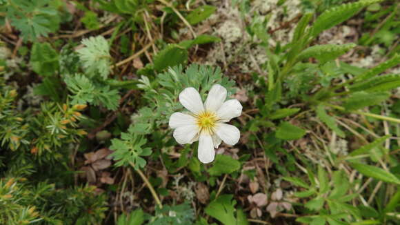 Слика од Callianthemum sajanense Witasek