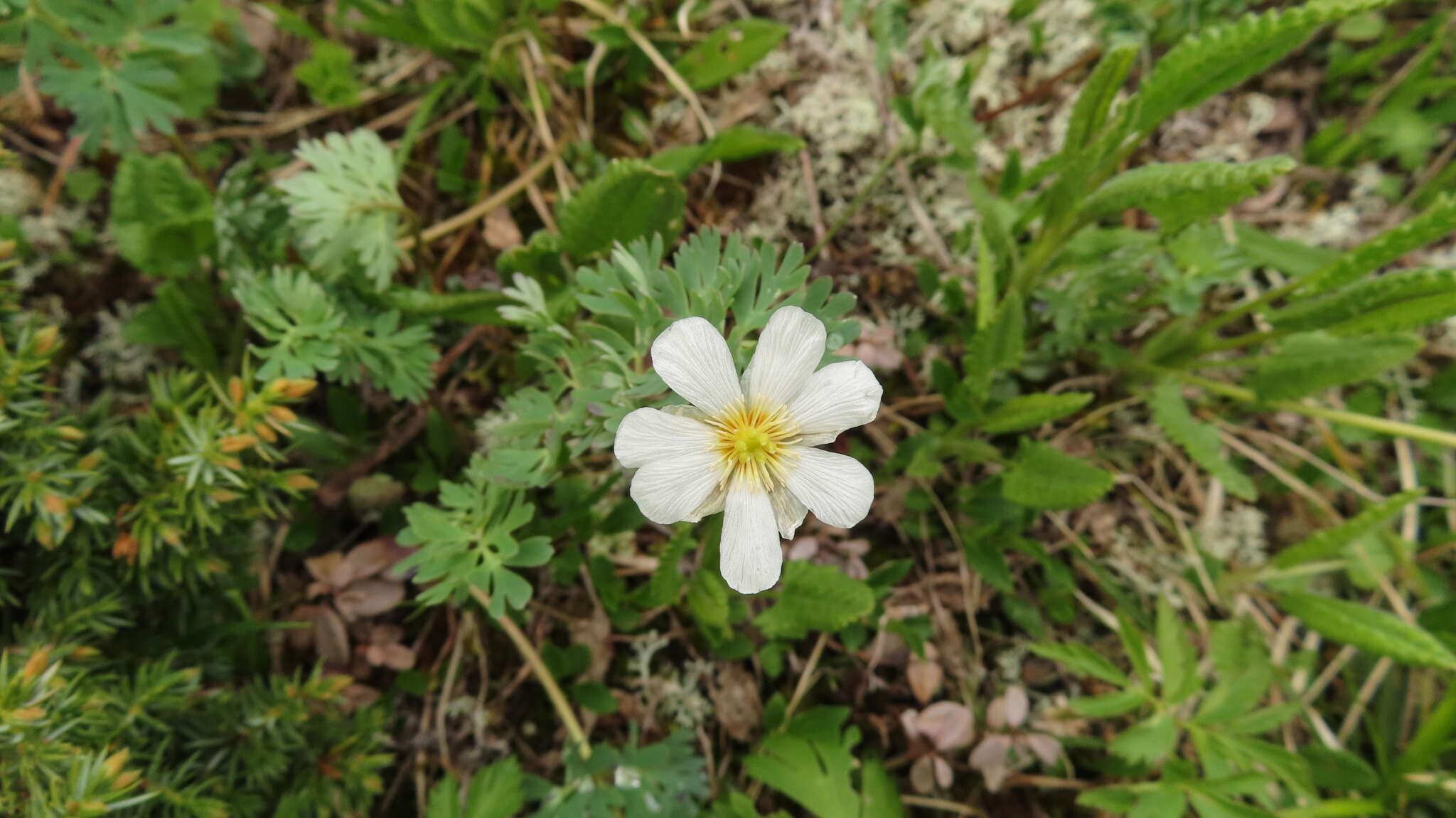 Слика од Callianthemum sajanense Witasek