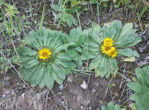 Image of Inula rhizocephala Schrenk