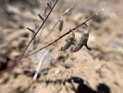 Imagem de Astragalus atratus var. mensanus M. E. Jones