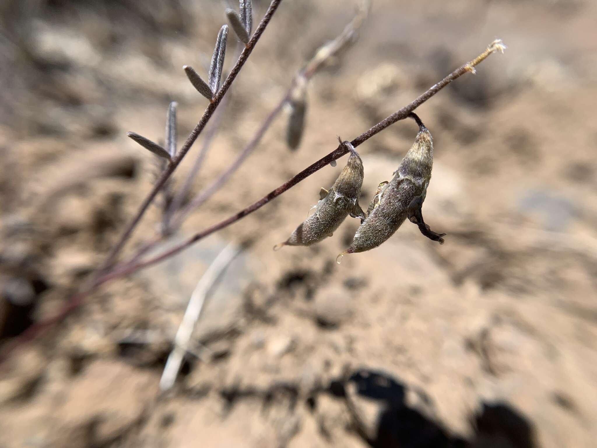 Imagem de Astragalus atratus var. mensanus M. E. Jones