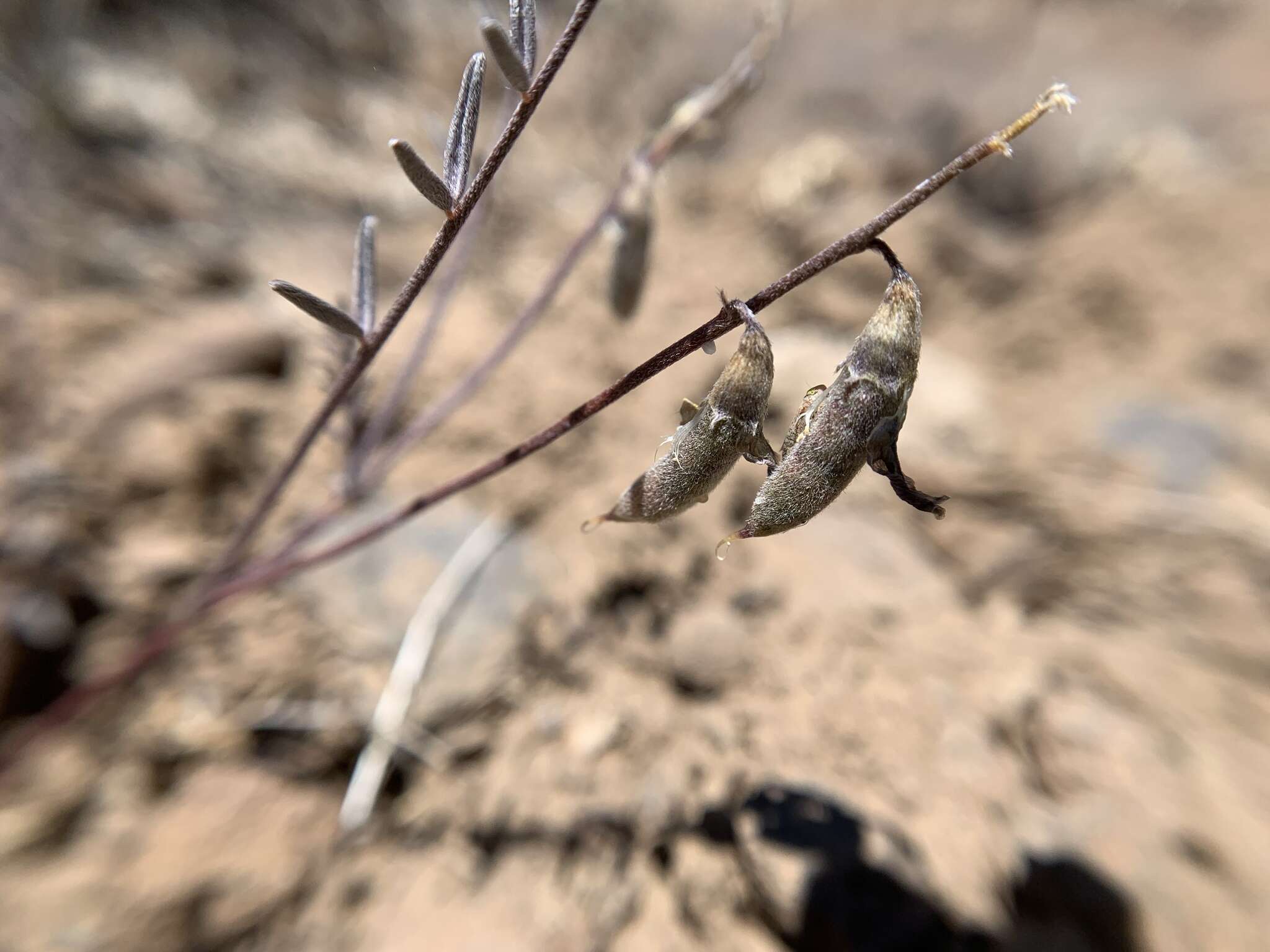 Image of mourning milkvetch