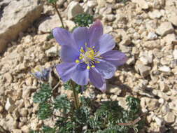 Image of Utah columbine