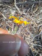 Image of annual bushsunflower