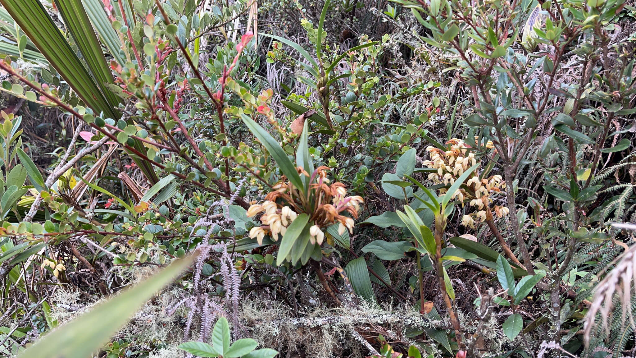 Image of Maxillaria embreei Dodson