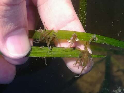 Image of grass crack anemone