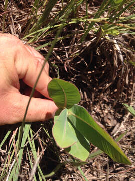 Imagem de Asclepias amplexicaulis Sm.