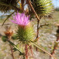 Image of <i>Cirsium <i>vulgare</i></i> subsp. vulgare